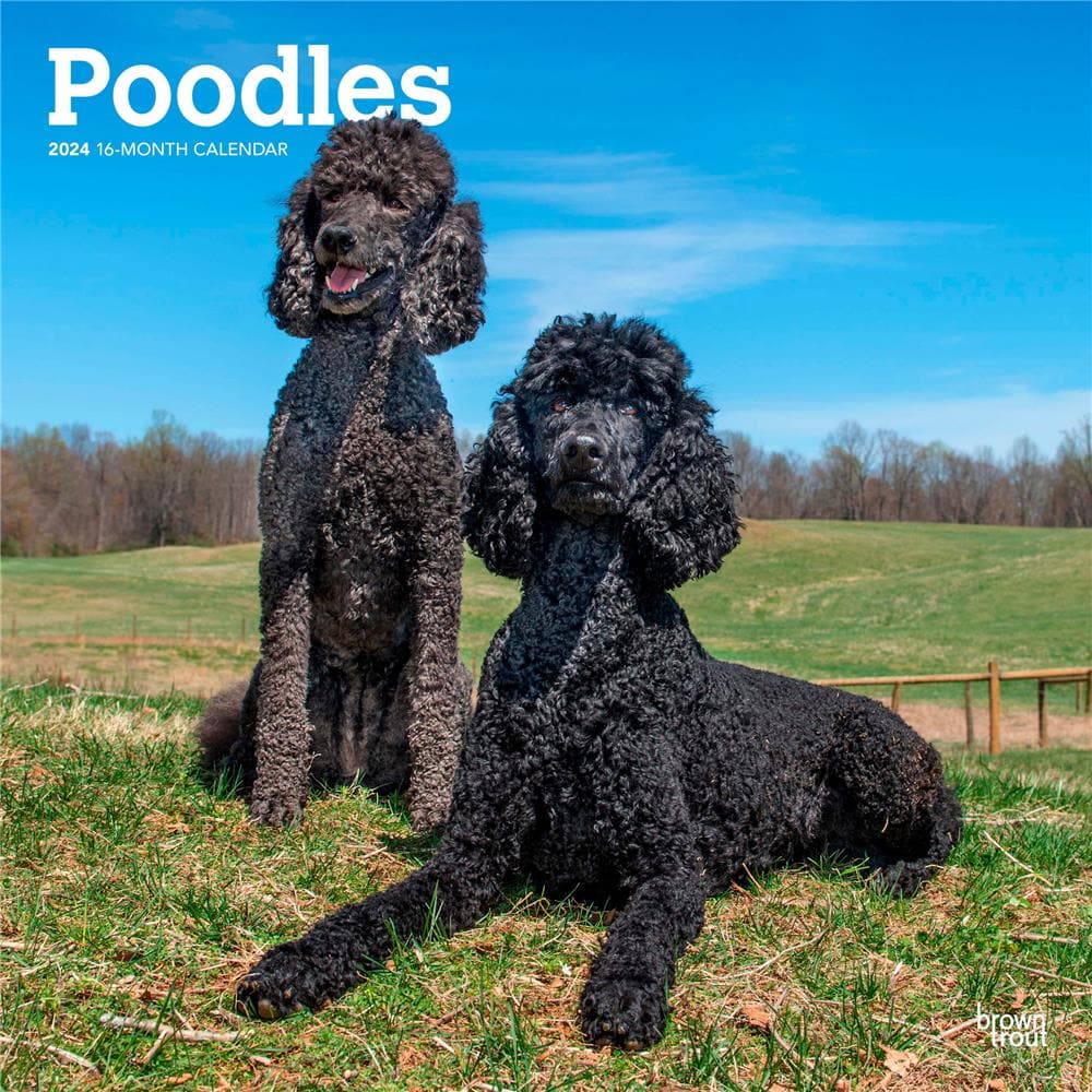 Poodles 2024 Wall Calendar product Image