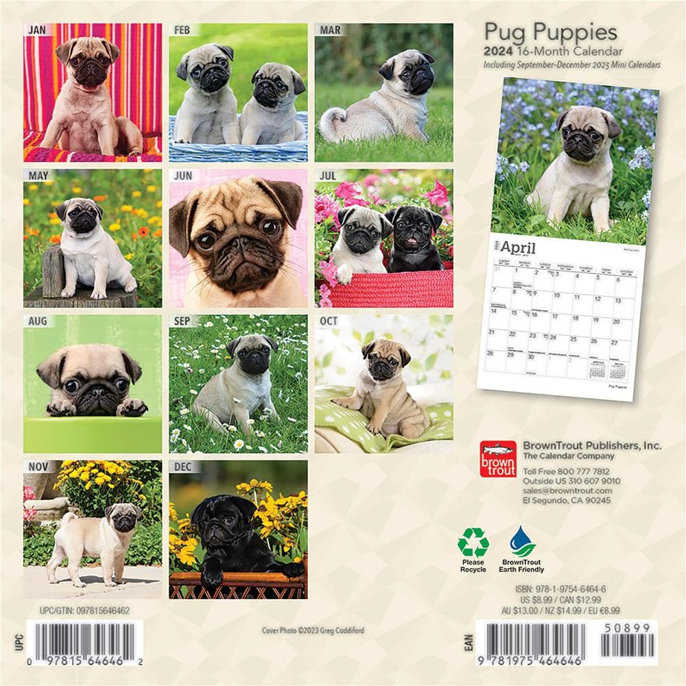 Pug Puppies 2024 Mini Calendar product Image