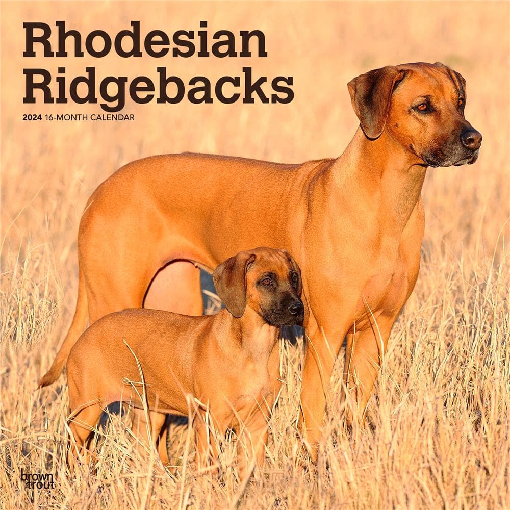 Rhodesian Ridgebacks 2024 Wall Calendar product Image