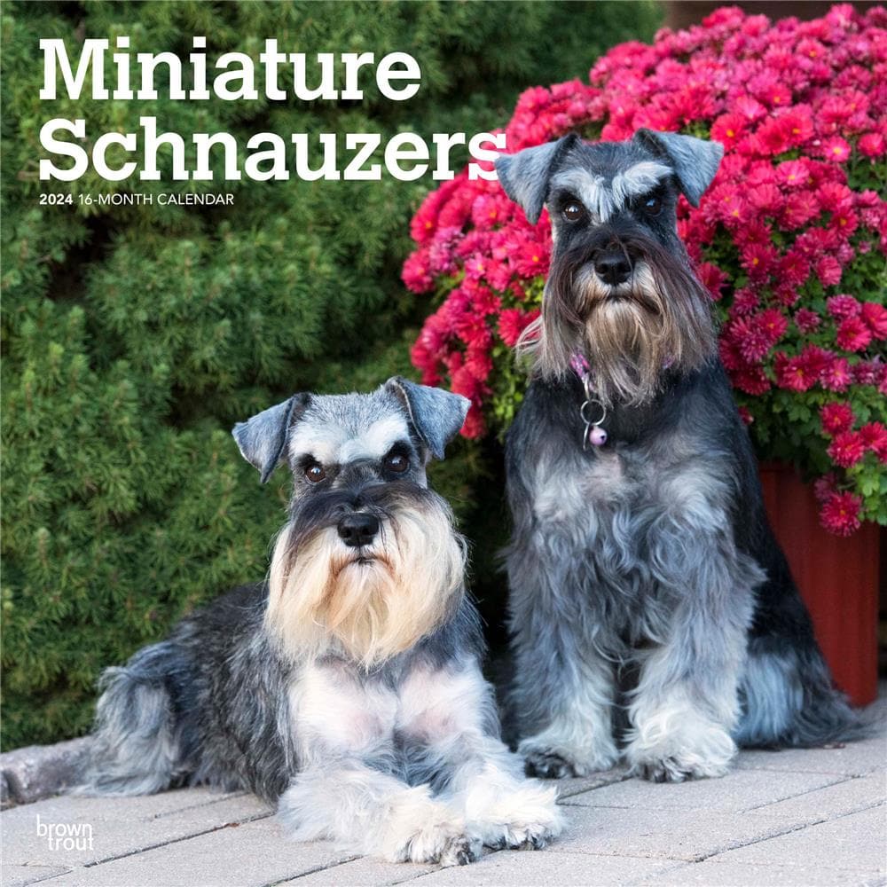 Schnauzers - Miniature 2024 Wall Calendar product Image