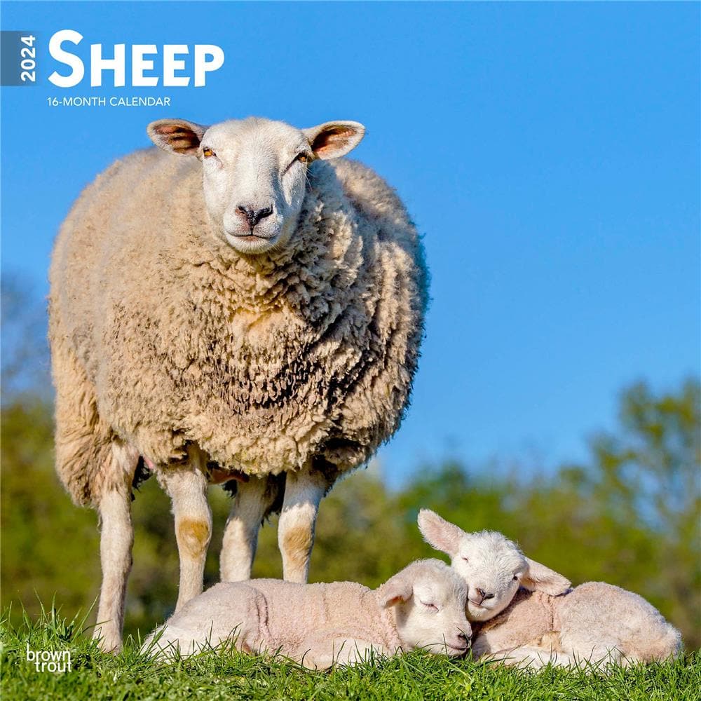Sheep 2024 Wall Calendar product image