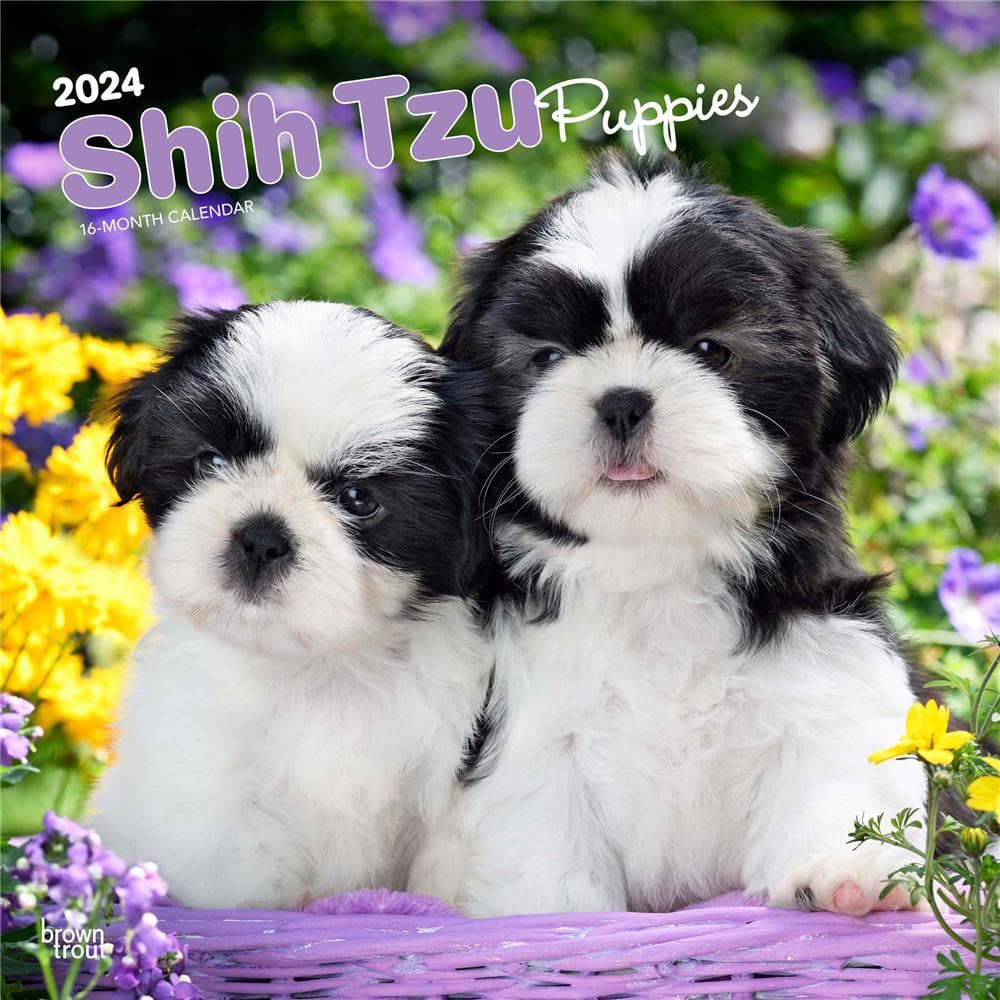 Shih Tzu Puppies 2024 Wall Calendar product Image
