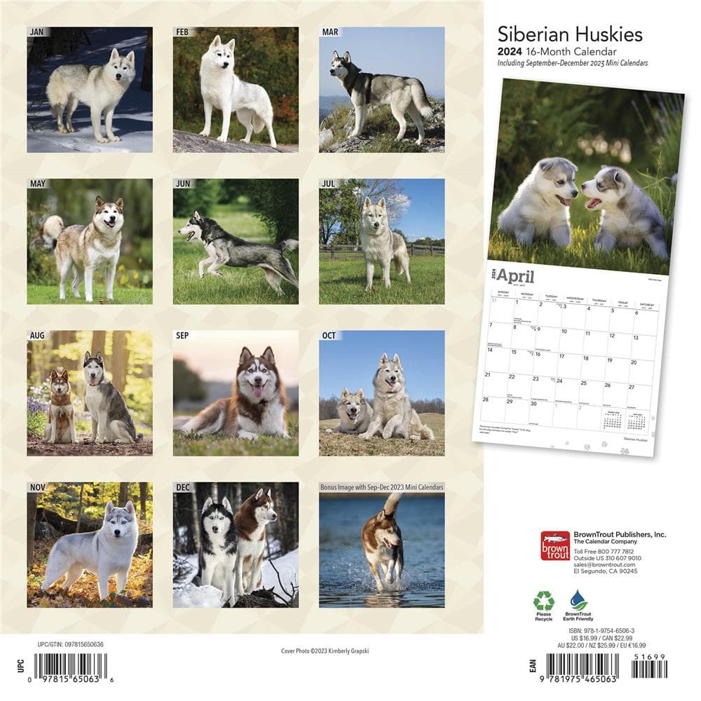 Siberian Huskies 2024 Wall Calendar product Image
