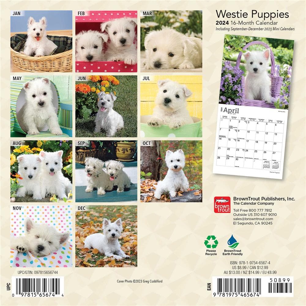 West Highland White Terrier Puppies 2024 Mini Calendar product Image