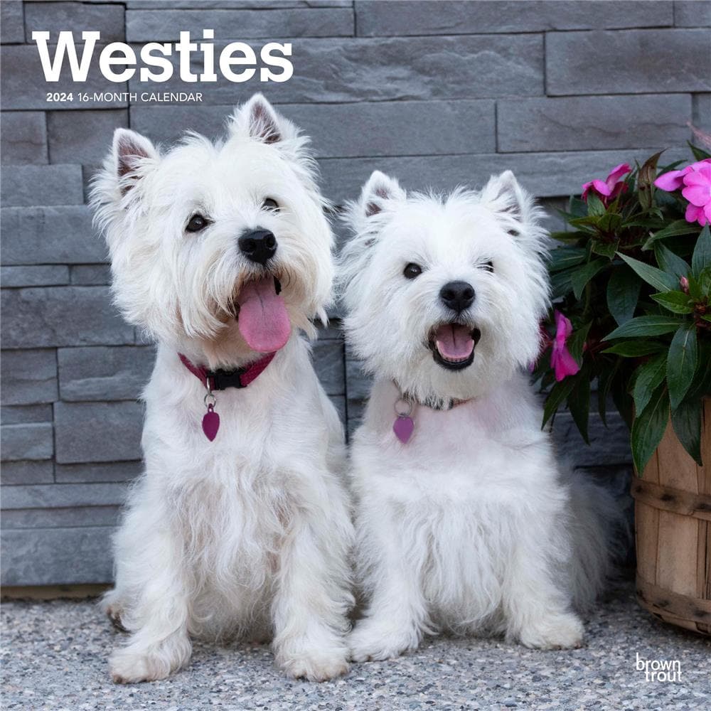 West Highland White Terriers 2024 Wall Calendar product Image