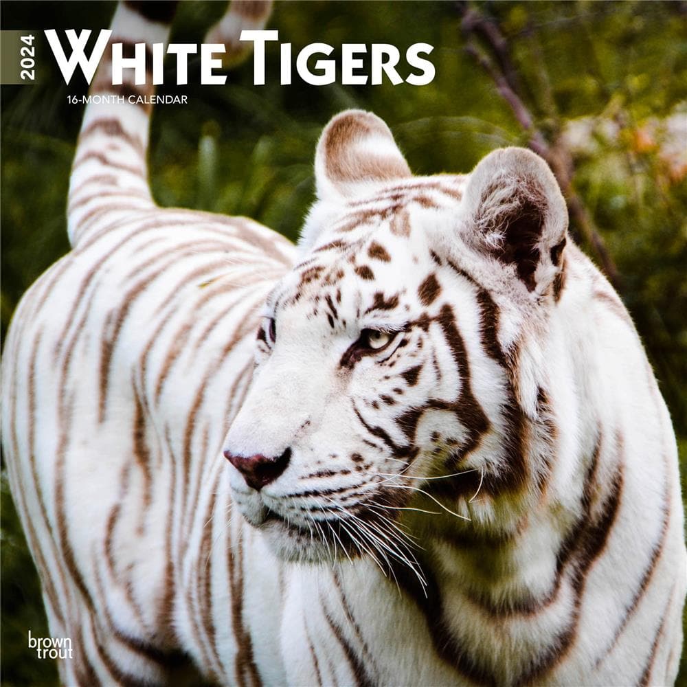 White Tigers 2024 Wall Calendar product image