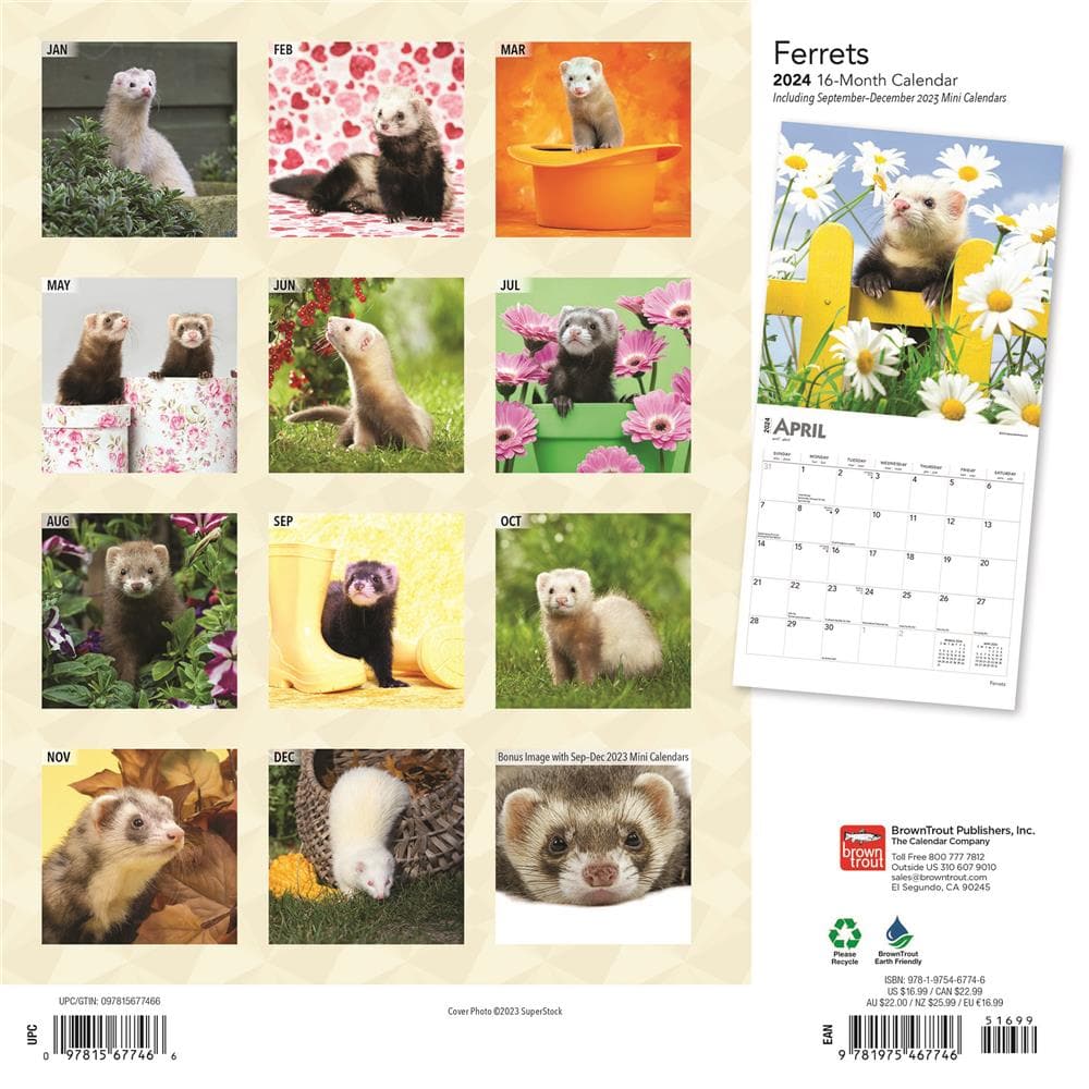 Ferrets 2024 Wall Calendar  product image
