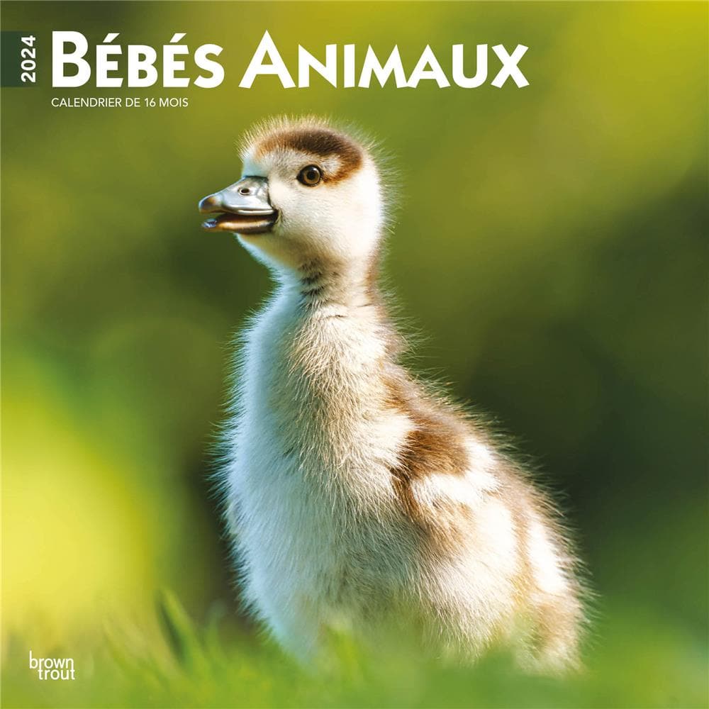 Bebes Animaux FR Wall product image