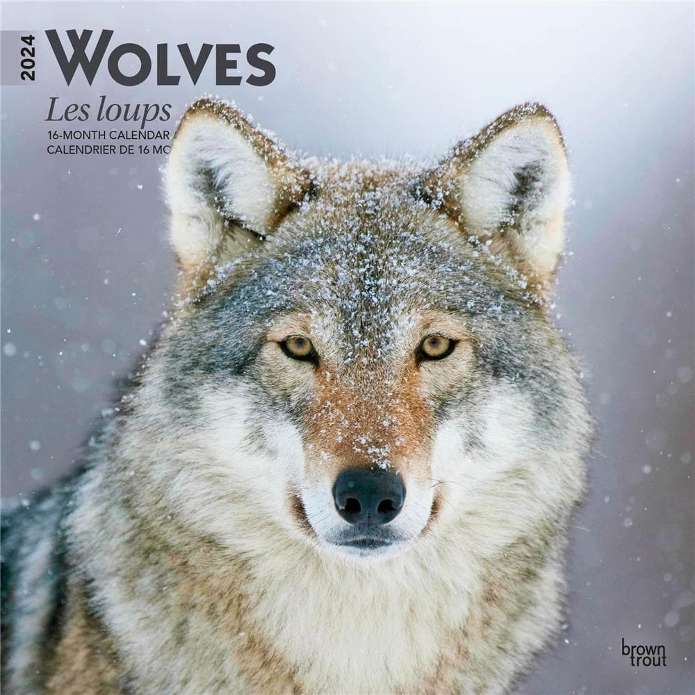 Wolves Les loups 2024 Wall Calendar (French) product image