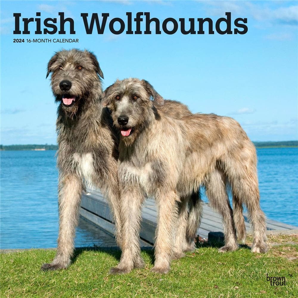Irish Wolfhounds 2024 Wall Calendar product Image