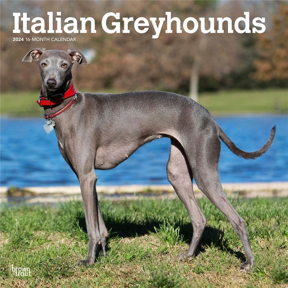 Italian Greyhounds 2024 Wall Calendar  product image